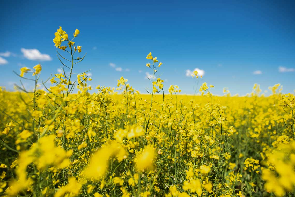 Explorando las diferencias entre colza y canola: Dos aceites de distintas características